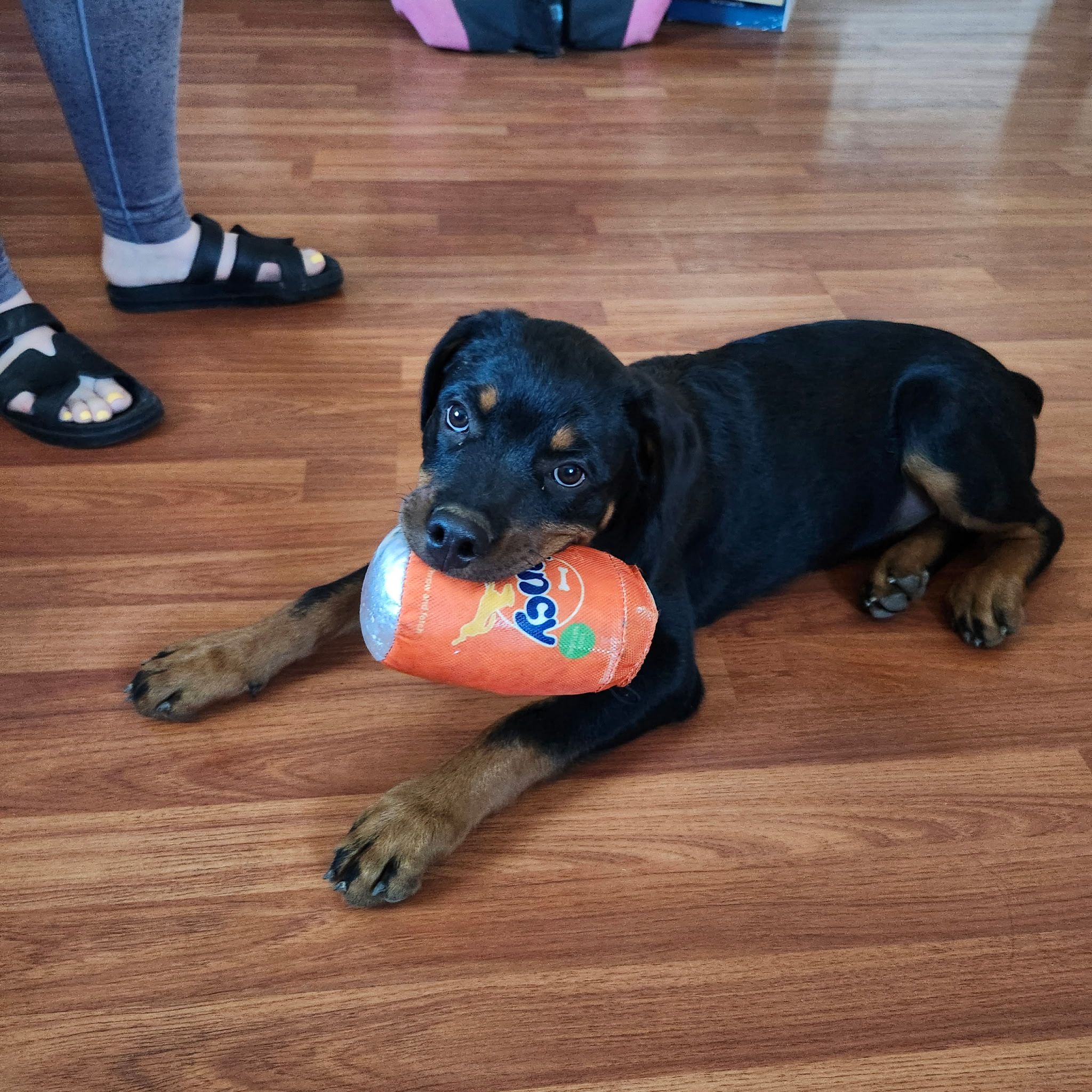 Rocky (Von Gonzalez Kennels)