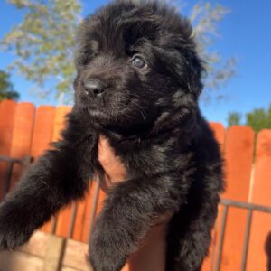 Shadow (Von Gonzalez Kennels)