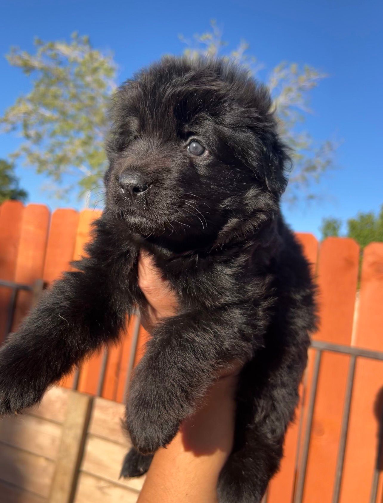 Shadow (Von Gonzalez Kennels)