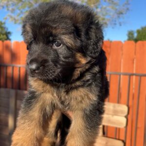 Luna ( Von Gonzalez Kennels