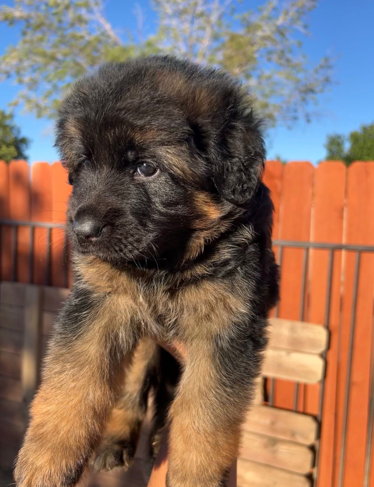 Luna ( Von Gonzalez Kennels