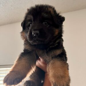 Bella ( Von Gonzalez Kennels)