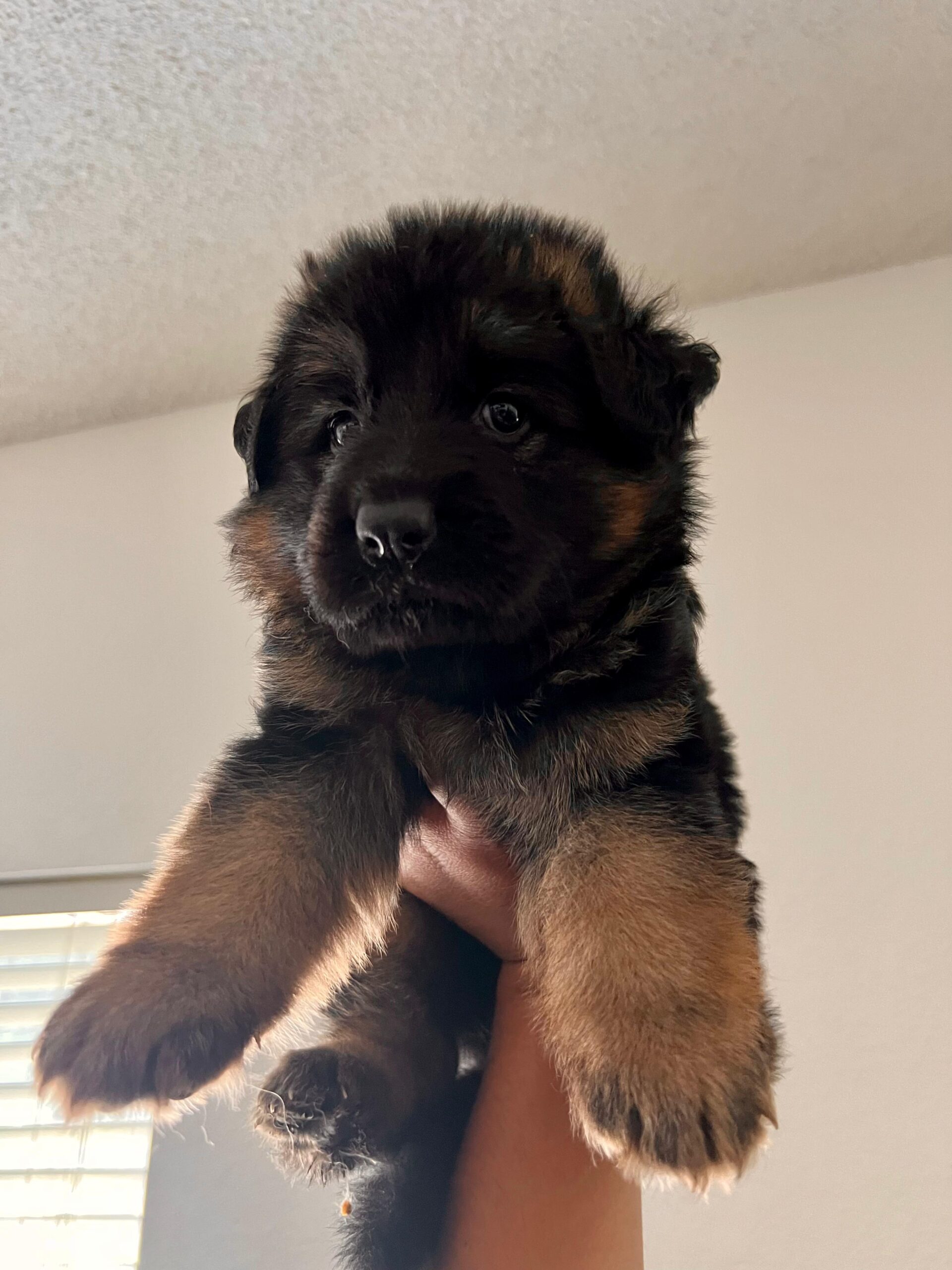 Bella ( Von Gonzalez Kennels)