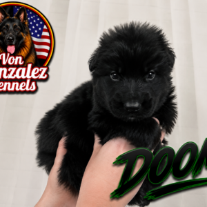 DOOM (Von Gonzalez Kennel)