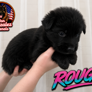 Rouge ( Von Gonzalez Kennel)