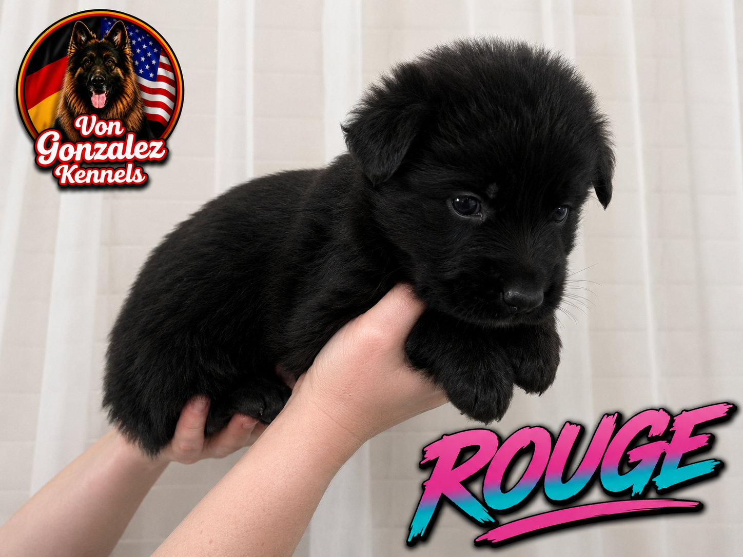 Rouge ( Von Gonzalez Kennel)