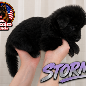Stormi ( Von Gonzalez Kennel)
