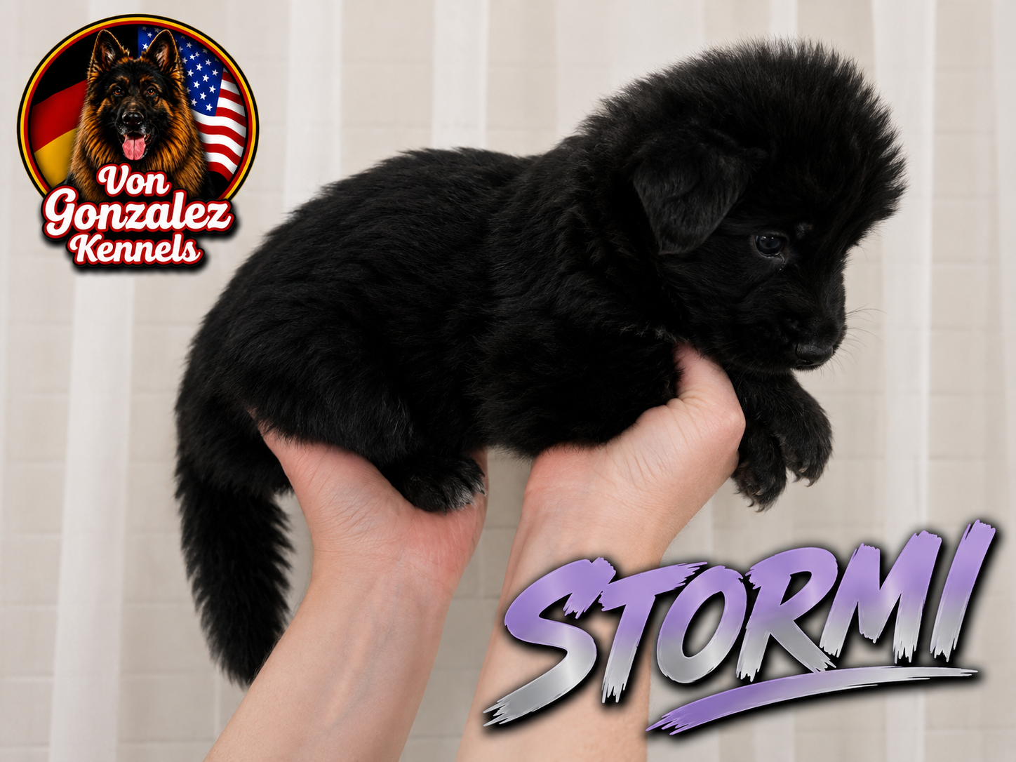 Stormi ( Von Gonzalez Kennel)