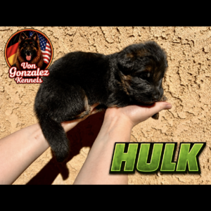 Hulk (Von Gonzalez Kennel)