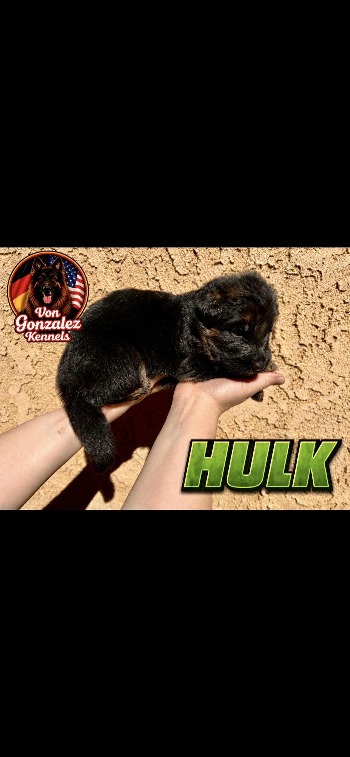 Hulk (Von Gonzalez Kennel)