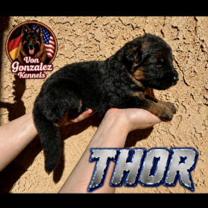 Thor (Von Gonzalez Kennel)