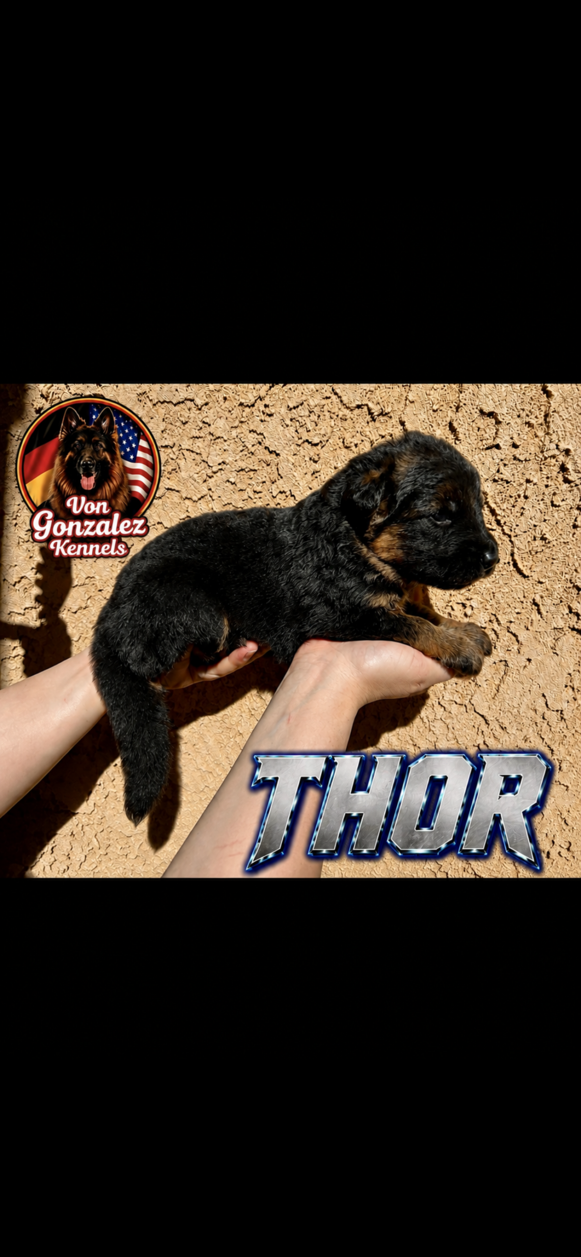Thor (Von Gonzalez Kennel)