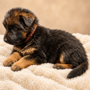 SELINA ( Von Gonzalez Kennels)