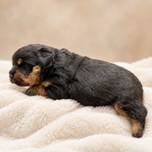 pebbles(Von Gonzalez Kennels)