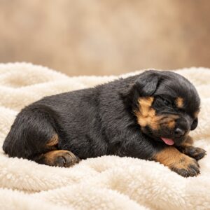 REXIE (Von Gonzalez Kennels)