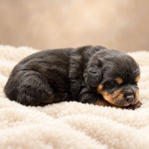 Dino(Von Gonzalez Kennels)