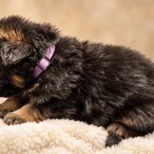 TALIA ( Von Gonzalez Kennels)