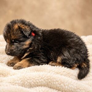 Lobo (Von Gonzalez Kennel)