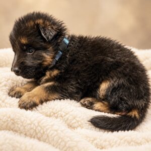FLASH (Von Gonzalez Kennel)
