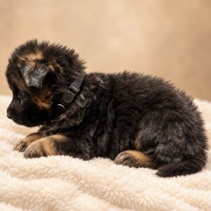 Bane (Von Gonzalez Kennel)